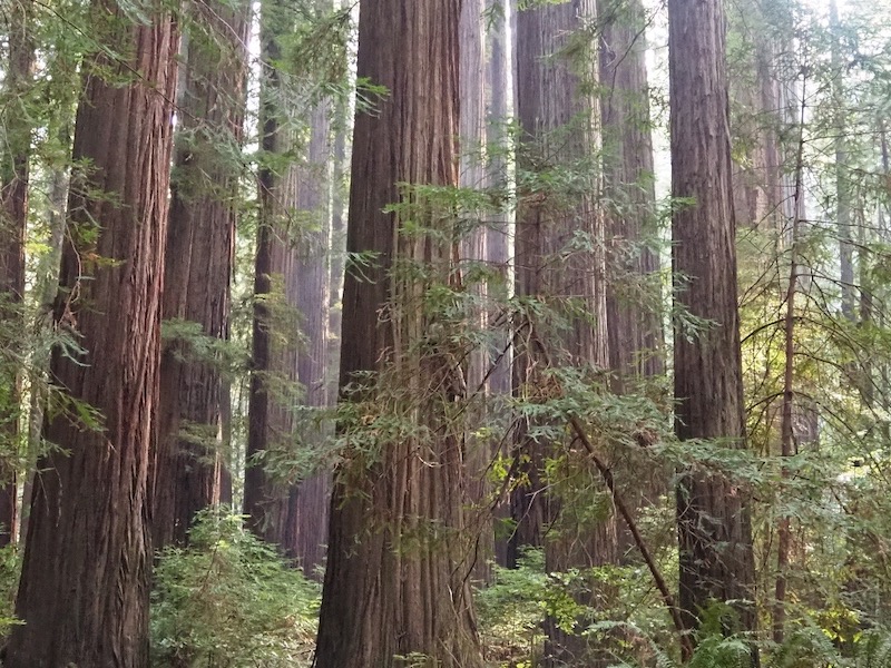 Photo of the redwoods in Northern California